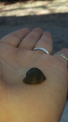 Clypeolum latissimum