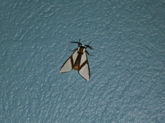Turuptiana annesmithae