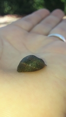 Clypeolum latissimum