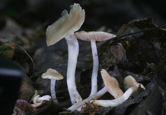 Entoloma