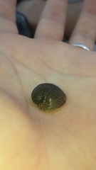 Clypeolum latissimum