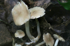 Entoloma