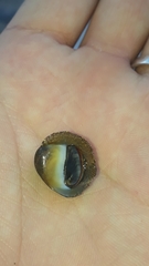 Clypeolum latissimum