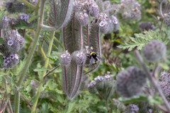 Bombus crotchii