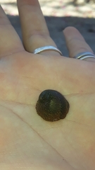 Clypeolum latissimum