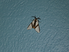 Turuptiana annesmithae