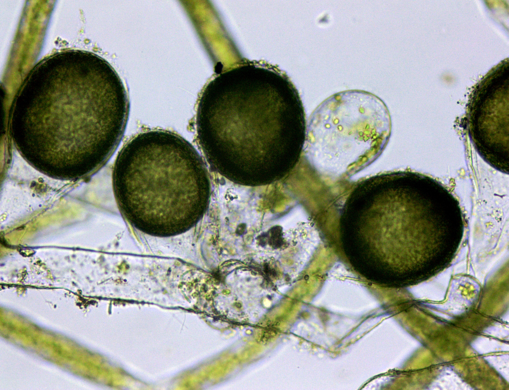 Vaucheria compacta