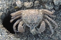 Dotilla wichmanni