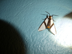 Turuptiana annesmithae