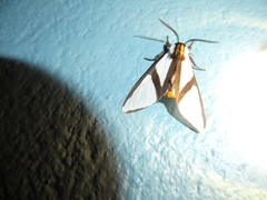 Turuptiana annesmithae