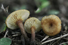 Crepidotus subfulviceps