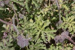 Phacelia hubbyi