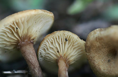 Crepidotus subfulviceps