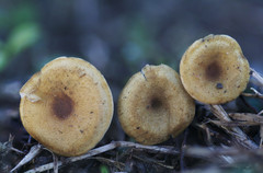 Crepidotus subfulviceps
