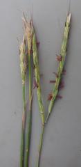 Andropogon gayanus
