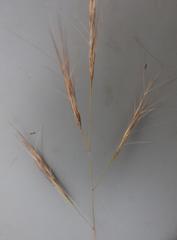 Aristida congesta barbicollis