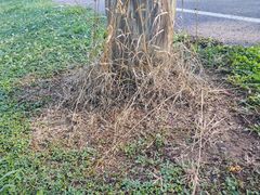 Crepidotus subfulviceps