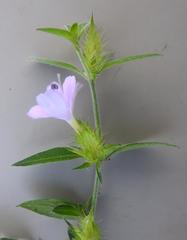 Barleria saxatilis