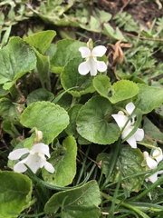 Viola odorata