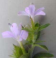 Barleria saxatilis