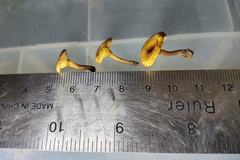 Crepidotus subfulviceps