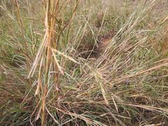 Andropogon gayanus