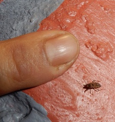 Elasmolomus lineosus