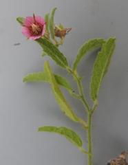 Hermannia glanduligera