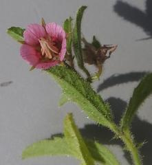 Hermannia glanduligera