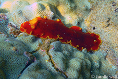 Dendrodoris