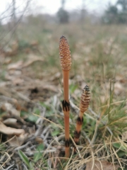 Equisetum arvense