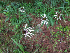 Echinacea sanguinea