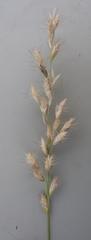 Schmidtia pappophoroides