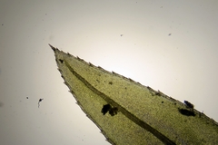 Mnium marginatum