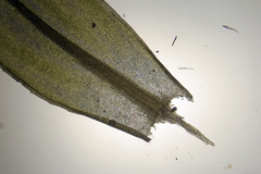 Mnium marginatum