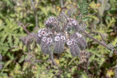 Phacelia hubbyi
