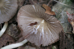 Pluteus ephebeus
