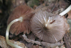 Pluteus ephebeus