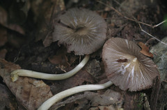 Pluteus ephebeus