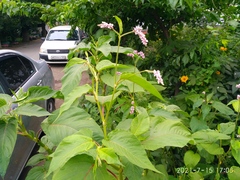 Persicaria pilosa