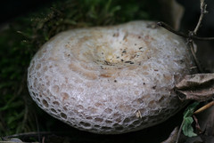 Lactarius uvidus