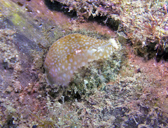 Naria miliaris
