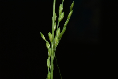 Ehrharta erecta