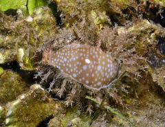 Naria miliaris