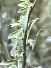 Ruta angustifolia