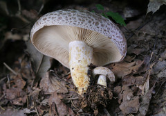 Lactarius uvidus