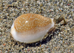Naria miliaris