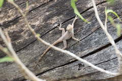 Anolis marmoratus caryae