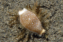 Naria miliaris