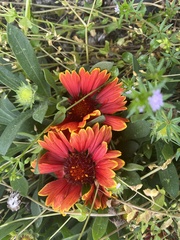 Gaillardia